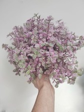 Callisia repens rosato for sale Callisia repens rosato for sale  NOTTINGHAM