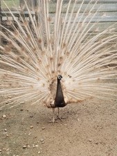 Peafowls sale mix for sale  Lenoir City