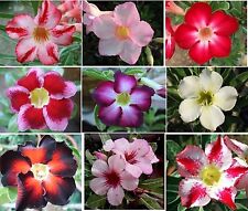 Adenium obesum desert for sale  CRIEFF