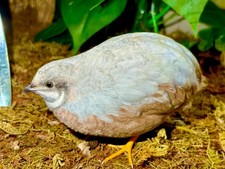 Diluted pastel fancy for sale  Sandusky
