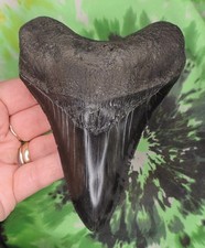 shark teeth for sale  Bloomsburg