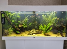White juwel rio for sale  STOCKPORT