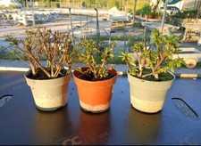 Set azalee simsii usato Set azalee simsii usato  Foligno