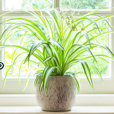 Chlorophytum variegatum spider for sale  UK