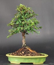 Shohin bonsai ulmus usato  Cison di Valmarino