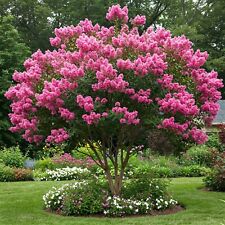 Crape myrtle tree for sale  Miami