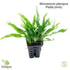 Microsorum pteropus petite for sale  HOUNSLOW