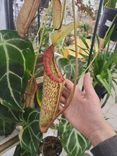 Nepenthes mirinda gebraucht kaufen  Monheim