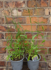 Verbena bonariensis plant for sale  CREWE