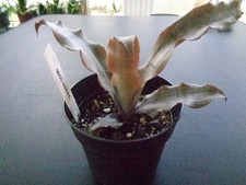 Cryptanthus miss abigail for sale  Largo