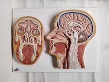 Scientific medical human for sale  Bell Gardens