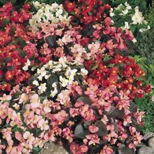 Pack begonia sunshine for sale  Shipping to Ireland