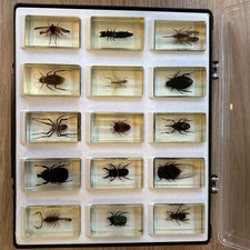 Vintage real bugs for sale  LEICESTER