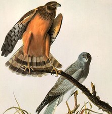 John james audubon for sale  Sahuarita