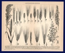 Druck 1896 getreide gebraucht kaufen  Burgdorf