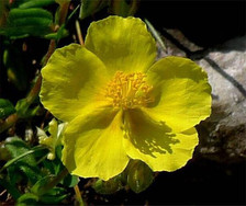 Common rock rose for sale  GRIMSBY