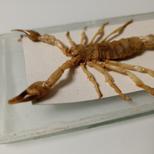 Echter skorpion harz gebraucht kaufen  Linden