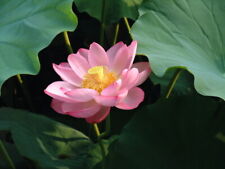 Flor de Loto  Nelumbo nucifera - planta aquática   10 Semillas seeds  comprar usado  Enviando para Brazil