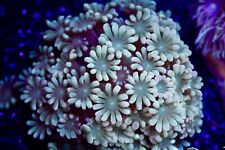 Ultra alveopora frag for sale  BARNOLDSWICK
