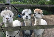 Nearly 1kg white for sale  CANTERBURY