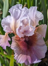 Heart hearts iris for sale  Ahsahka