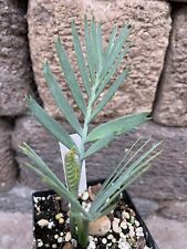 Encephalartos lehmannii karoo for sale  San Diego