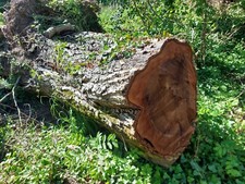 Grume bois noyer d'occasion  Laroquebrou