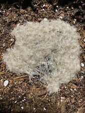Live white worm for sale  Centereach