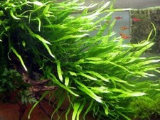 Java fern narrow for sale  Boise