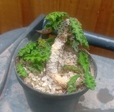 euphorbia milii for sale  CHESTER