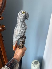 african grey parrots for sale  BOLTON