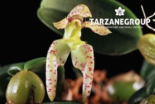 Bulbophyllum lasiochilum small for sale  Miami