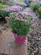 dianthus for sale dianthus for sale LARGS