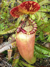 Nepenthes sumatrana pianta usato  Italia