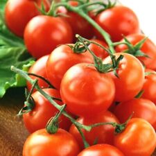 101 cherry tomato for sale  Wichita