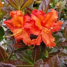 Rhododendron azalea mary d'occasion  Pouzauges