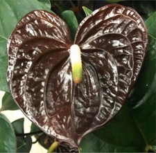 Bloom sempre anthurium for sale  Kailua