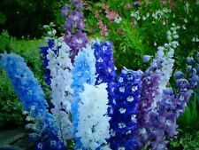 Delphinium crown pacific for sale  PENRITH