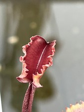 Venus flytrap red for sale  GRIMSBY