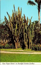 Pipe organ cactus for sale  Sparta