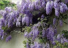 wisteria for sale wisteria for sale KING'S LYNN