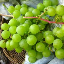Winorośl Suwile 2L na sprzedaż  PL
