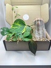 Plant cuttings propagation for sale  BIGGLESWADE