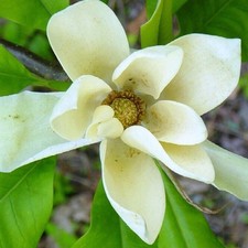 Schirm magnolie 100 gebraucht kaufen  Essen