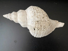 Horse conch sea for sale  Gray