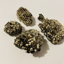Real wasp nest for sale  Macon