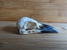 Carrion crow skull for sale  SOUTH SHIELDS