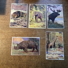 fisher animals for sale  PRESTEIGNE