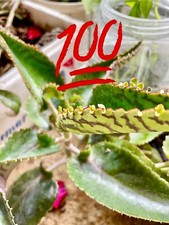 Kalanchoe daigremontiana plant d'occasion  Anduze
