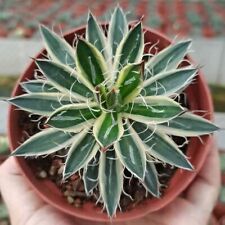 Variante agave filiferasalm usato  Spedire a Italy